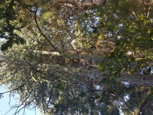 Baumschneider, Pfleger oder Kletterer zur Abtragung von einem toten Stamm in 39218 Schönebeck gesuch