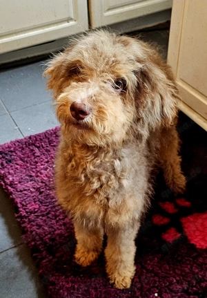 Wunderschöne Grosspudel Hündin,  Welpe 4 Monate in chocolate merle mit Ahnentafel! 