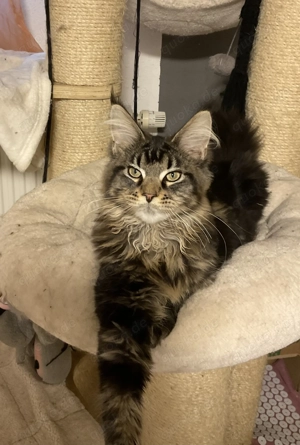 Reinrassige Maine Coon Kitten - 19 Wochen alt