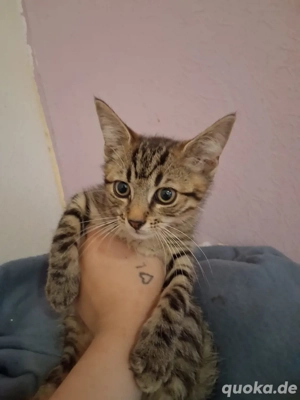 verkaufen unseren getiegerten kater 