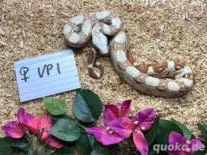 VPI T+ Boa Imperator