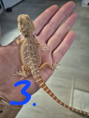 Bartagamen Jungtiere 