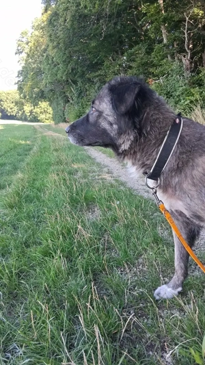 Juna sucht ein neues liebevolles zu Hause  Bild 3