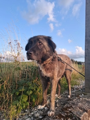 Juna sucht ein neues liebevolles zu Hause  Bild 4