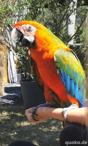 Ara Hahn Mischling 7 jährig 