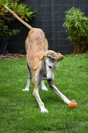 Careta sucht ein Zuhause Bild 3