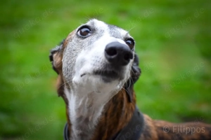 Careta sucht ein Zuhause Bild 2