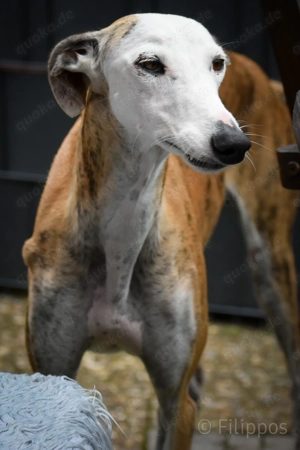 Careta sucht ein Zuhause