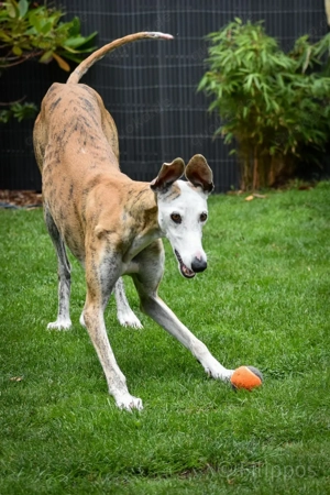 Careta sucht ein Zuhause Bild 4