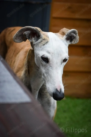 Careta sucht ein Zuhause Bild 6