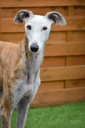 Careta sucht ein Zuhause Bild 5