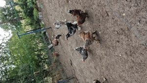 Schöne Hühner brahma-blumhuhn