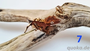 Kronengecko Nachwuchs 0.0.4 unbestimmt