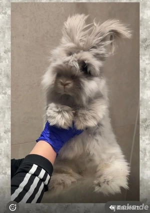 Angora Häsin mit zubehör abzugeben. 