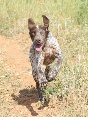 Philipe sucht ein Zuhause