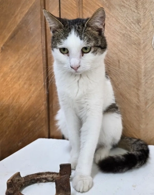 Kater Viktor sucht liebevolles Zuhause mit Freigang