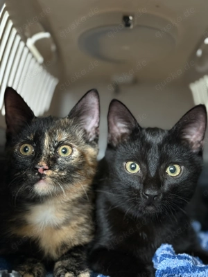 Suchen Zu Hause mit Zubehör