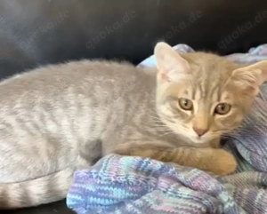 3.BKH Kitten 12 Wochen alt 
