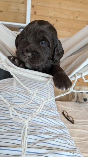 7 Hundewelpen 3 Hündinnen und 4 Rüden