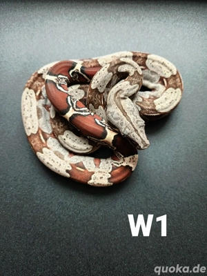 ENZ Guyana Rotschwanzboa