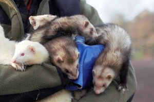 Frettchen aus Mai 2025, männlich und weiblich