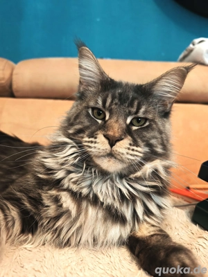 Deckkater Maine Coon 