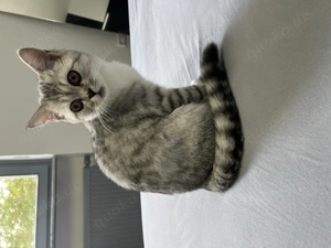 Bkh kitten abzugeben