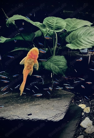 Rote Neons  L  Nachzuchten zu verkaufen