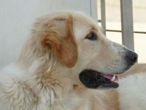 Damian sucht sein Zuhause (noch auf Sardinien) Bild 2