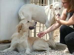 Damian sucht sein Zuhause (noch auf Sardinien) Bild 3