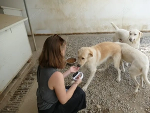 Damian sucht sein Zuhause (noch auf Sardinien) Bild 5