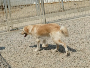 Damian sucht sein Zuhause (noch auf Sardinien) Bild 6