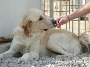 Damian sucht sein Zuhause (noch auf Sardinien) Bild 4