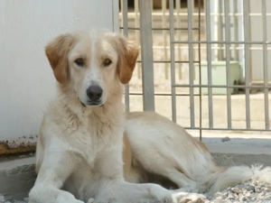 Damian sucht sein Zuhause (noch auf Sardinien)
