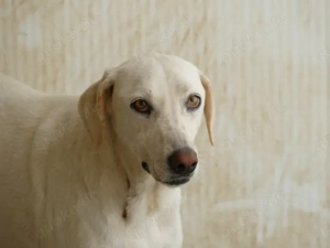 Damocle sucht sein Zuhause (noch auf Sardinien) Bild 2