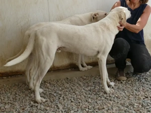 Damocle sucht sein Zuhause (noch auf Sardinien) Bild 5