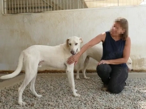 Damocle sucht sein Zuhause (noch auf Sardinien) Bild 6