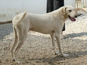 Damocle sucht sein Zuhause (noch auf Sardinien) Bild 4