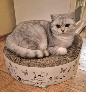 Meine drei lieben Miezen vermisst, bitte helft mir.