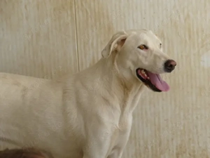 Desdemona sucht ihr Zuhause (noch auf Sardinien) Bild 2