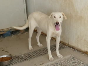 Desdemona sucht ihr Zuhause (noch auf Sardinien) Bild 3