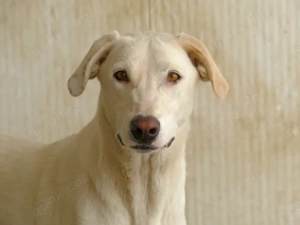 Desdemona sucht ihr Zuhause (noch auf Sardinien)