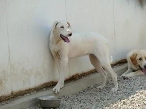 Desdemona sucht ihr Zuhause (noch auf Sardinien) Bild 5