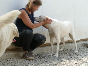 Desdemona sucht ihr Zuhause (noch auf Sardinien) Bild 4