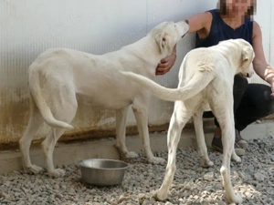 Desdemona sucht ihr Zuhause (noch auf Sardinien) Bild 6
