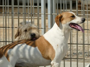 Osiris sucht ihr Zuhause (noch auf Sardinien) Bild 3