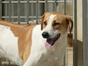 Osiris sucht ihr Zuhause (noch auf Sardinien) Bild 5