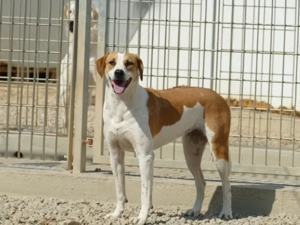 Osiris sucht ihr Zuhause (noch auf Sardinien) Bild 2