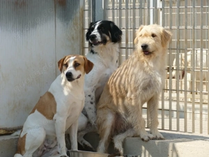 Onico sucht sein Zuhause (noch auf Sardinien) Bild 4