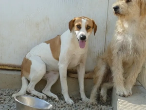 Osiris sucht ihr Zuhause (noch auf Sardinien) Bild 4